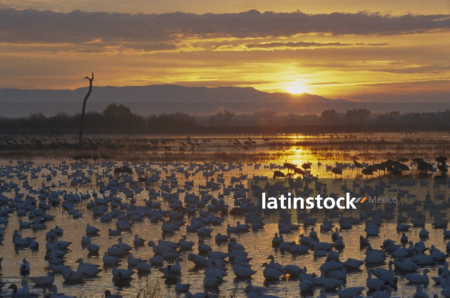 Ganso de la nieve (Chen caerulescens) invernada acuden al amanecer, Bosque del Apache National Wildl