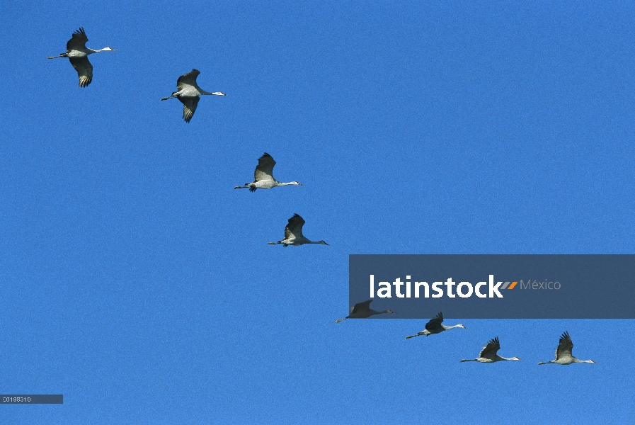 Sandhill Crane (Grus canadensis) rebaño de vuelo durante la migración, Bosque del Apache National Wi