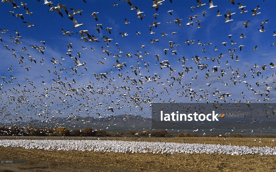 Rebaño de ganso de la nieve (Chen caerulescens) parar durante la migración, Bosque del Apache Nation