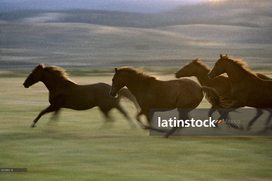 Caballo doméstico (caballus de Equus) cuatro corriendo juntos, Oregon