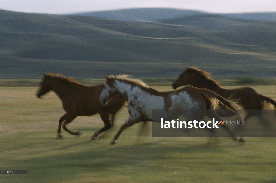 Caballo doméstico (caballus de Equus) tres funcionando juntos, Oregon