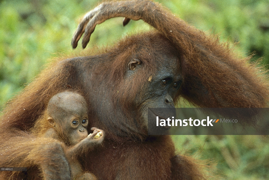 Orangután (Pongo pygmaeus) madre holding baby, en peligro de extinción, Borneo