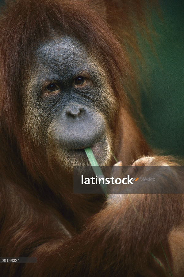 Orangután (Pongo pygmaeus) comer una hoja de hierba, en peligro de extinción, Borneo