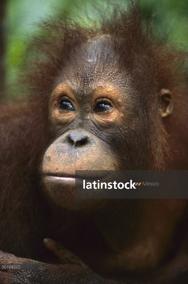 Retrato juvenil de orangután (Pongo pygmaeus), en peligro de extinción, Borneo