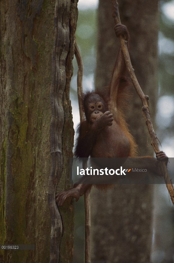 Bebé orangután (Pongo pygmaeus) colgado de la Parra, en peligro de extinción, Borneo