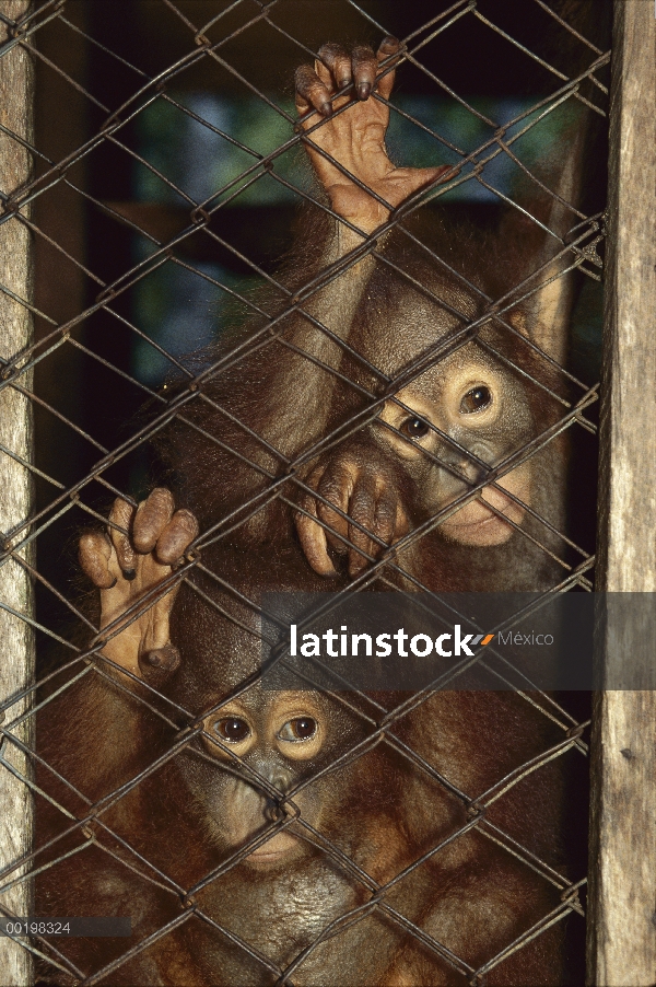 Par huérfanas de orangután (Pongo pygmaeus) en jaula, en peligro de extinción, Borneo