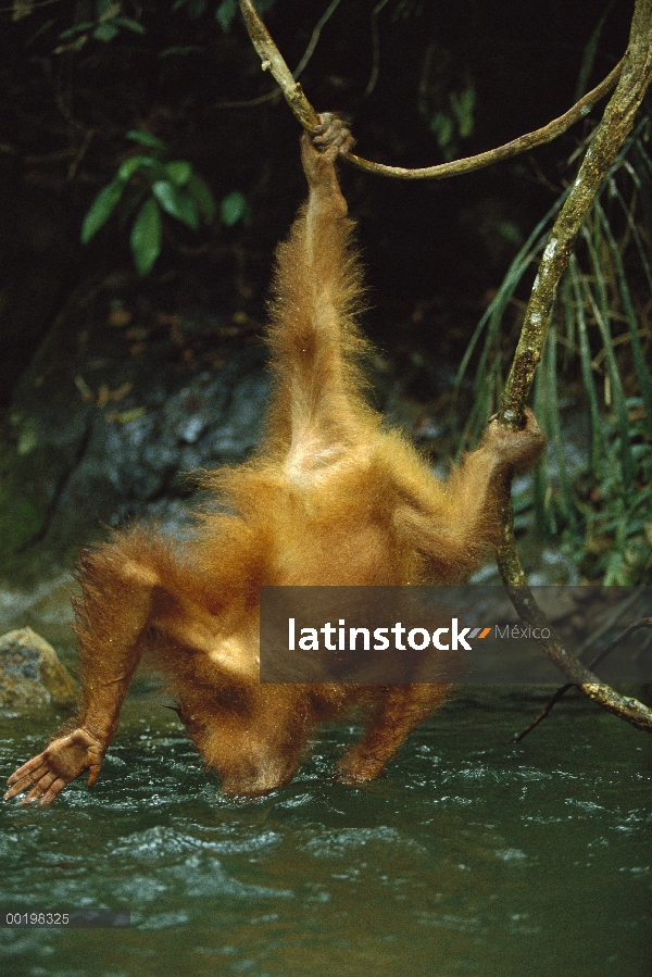 Orangután (Pongo pygmaeus) colgado de una liana para beber el agua del río, en peligro de extinción,