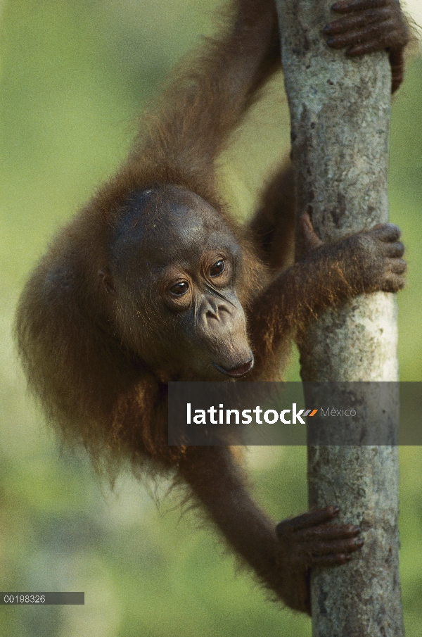 Orangután (Pongo pygmaeus) bebé aferrándose a un tronco de árbol y llamar, en peligro de extinción, 