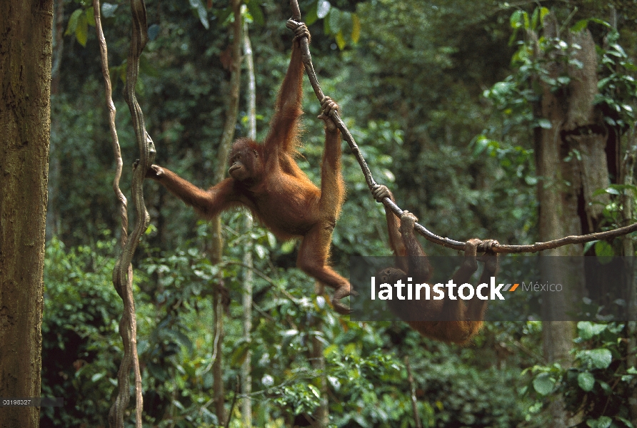 Par de orangután (Pongo pygmaeus) que sube a lo largo de vides, en peligro de extinción, Borneo