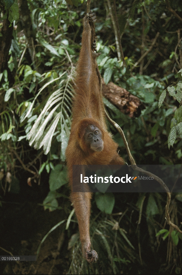 Adulto de orangután (Pongo pygmaeus) colgando de una Parra, en peligro de extinción, Borneo