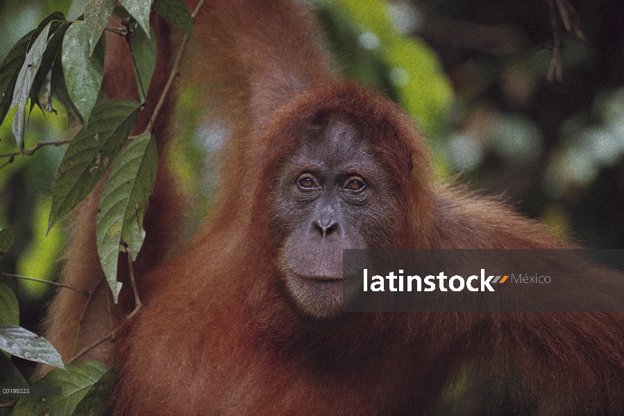 Orangután (Pongo pygmaeus) adultos retratos, en peligro de extinción, Sumatra