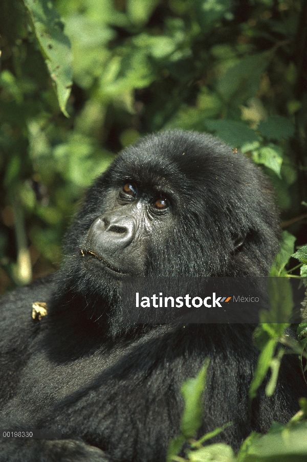 Retrato montaña gorila (Gorilla gorilla beringei), en peligro de extinción, África central