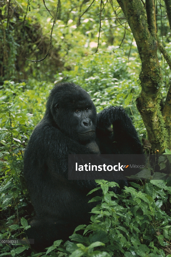 Retrato montaña gorila (Gorilla gorilla beringei), en peligro de extinción, África central