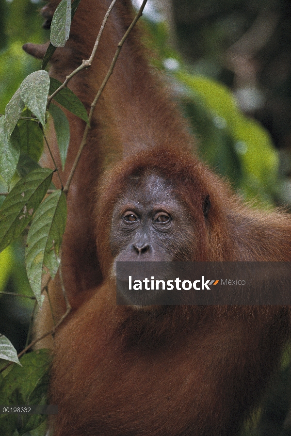 Orangután (Pongo pygmaeus) colgada en un árbol, en peligro de extinción, Sumatra