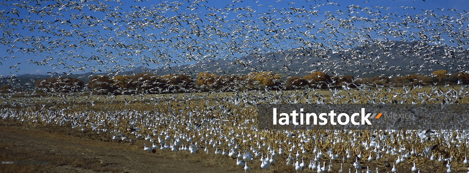 Rebaño de ganso de la nieve (Chen caerulescens) despegando del campo durante la parada de la migraci