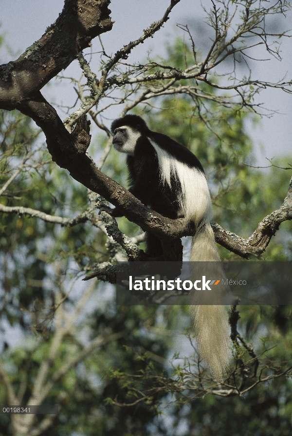 Colobo angolano (Colobus angolensis) en árbol, África