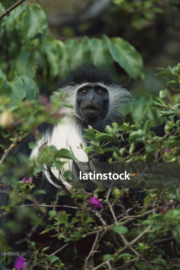 Colobo angolano (Colobus angolensis) en árbol, África