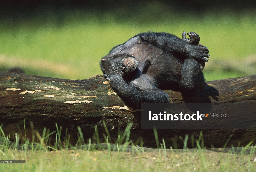 Chimpancé (Pan troglodytes) durmiendo en registro, África