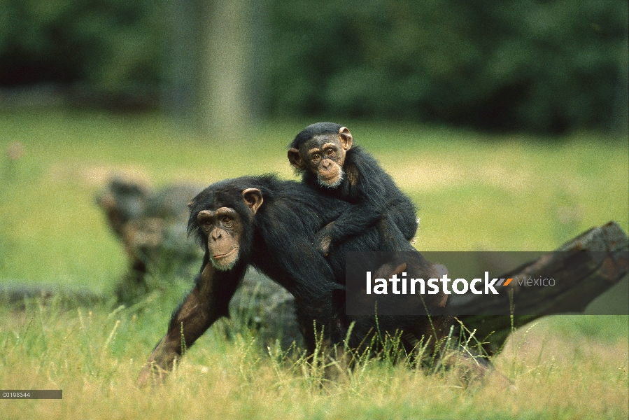 Chimpancé (Pan troglodytes) equitación infantil en madre de nuevo, en peligro de extinción, África