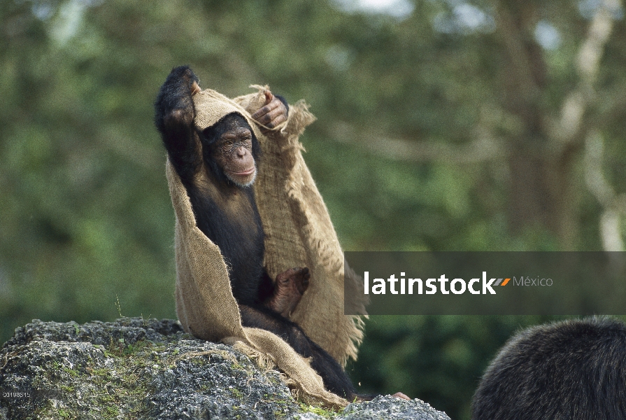 Chimpancé (Pan troglodytes) juvenil jugando con bolsa de arpillera, África