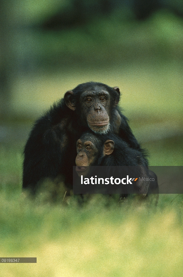 Chimpancé (Pan troglodytes) madre niño abrazando, en peligro de extinción, África