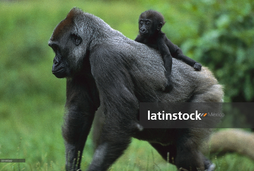 Bebé gorila occidental (Gorilla gorilla gorilla) montar a caballo en la espalda de la madre, África 