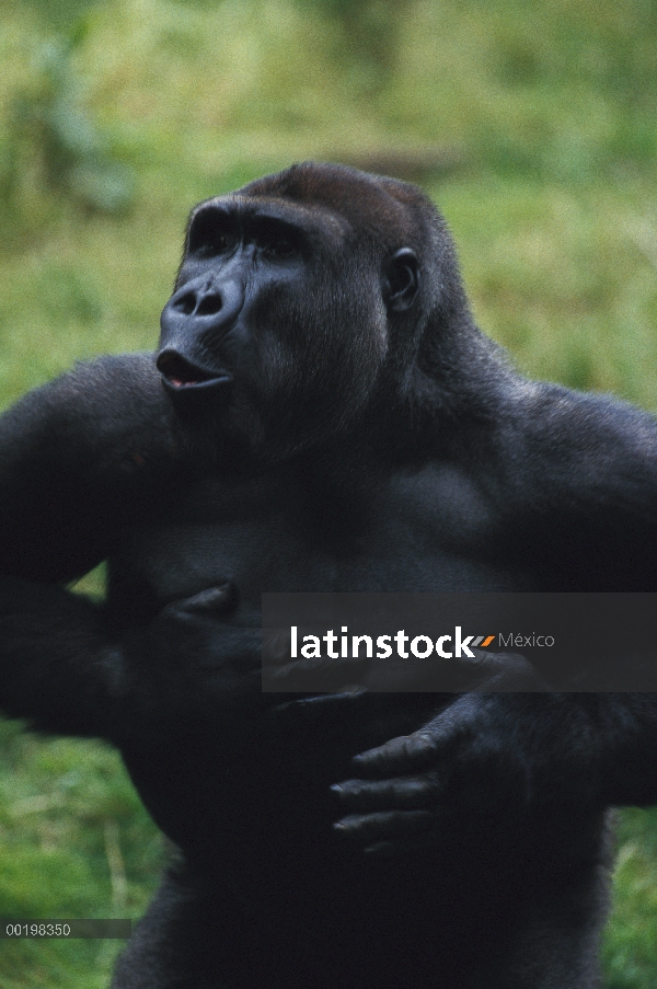 Pecho de paliza varón gorila occidental (Gorilla gorilla gorilla) en la exhibición de la amenaza, en