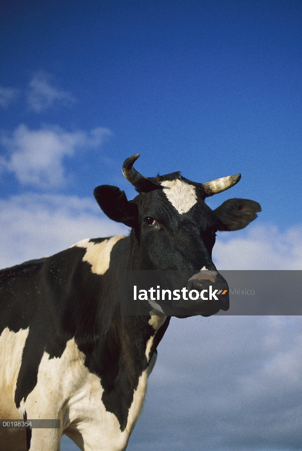 Retrato de bovinos (Bos taurus) doméstico, Europa