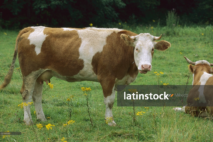 Ganado doméstico (Bos taurus) en el campo, Europa