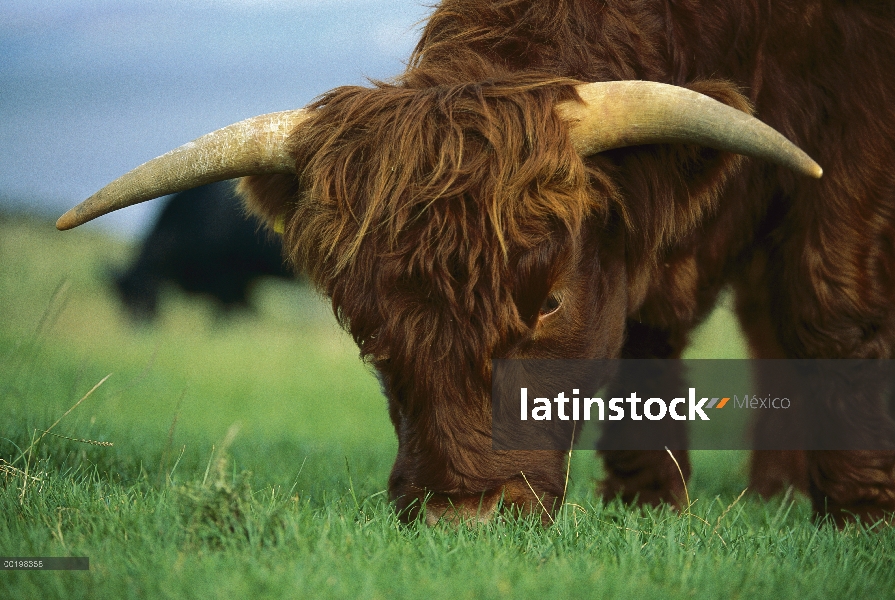 Ganado doméstico (Bos taurus) pastoreo, Europa