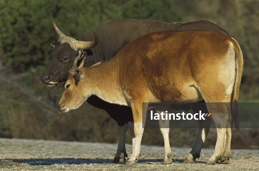 Cautivo de Banteng (Bos javanicus), Toro y mujer interactúan, Europa