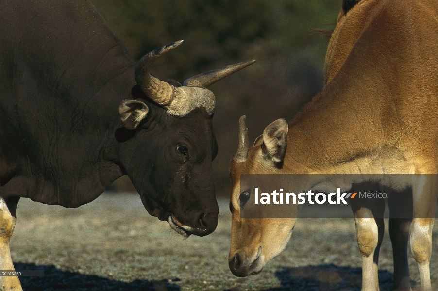 Cautivo de Banteng (Bos javanicus), Toro y mujer interactúan, Europa