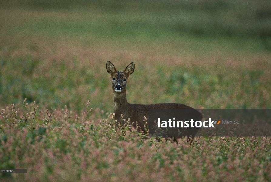 Alerta de Western corzos (Capreolus capreolus) en campo, Alemania