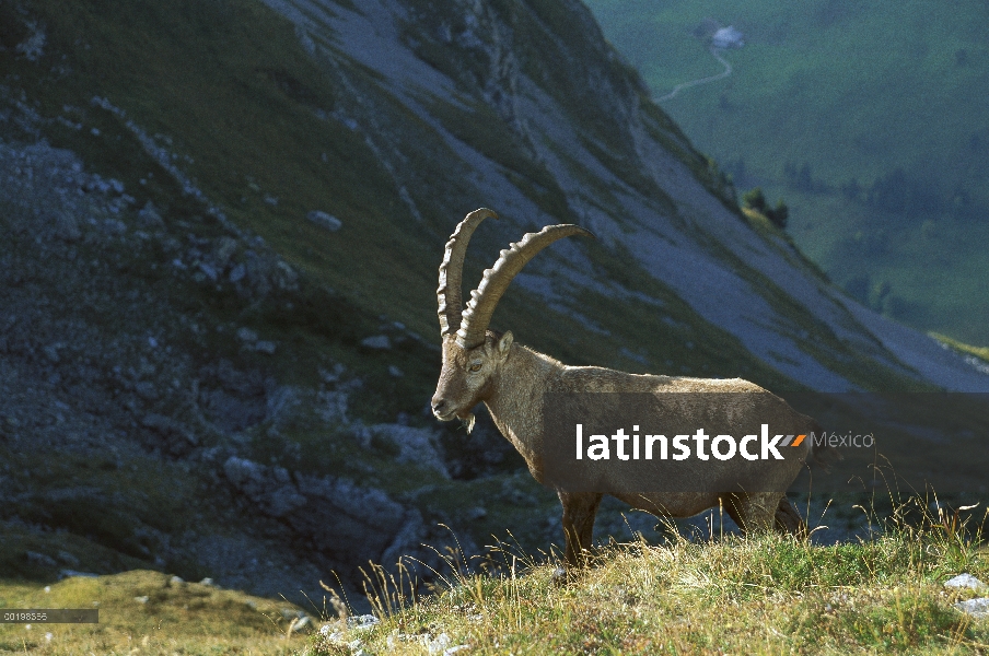 Hombre de Alpine Ibex (ibex de Capra), Alpes suizos, Europa