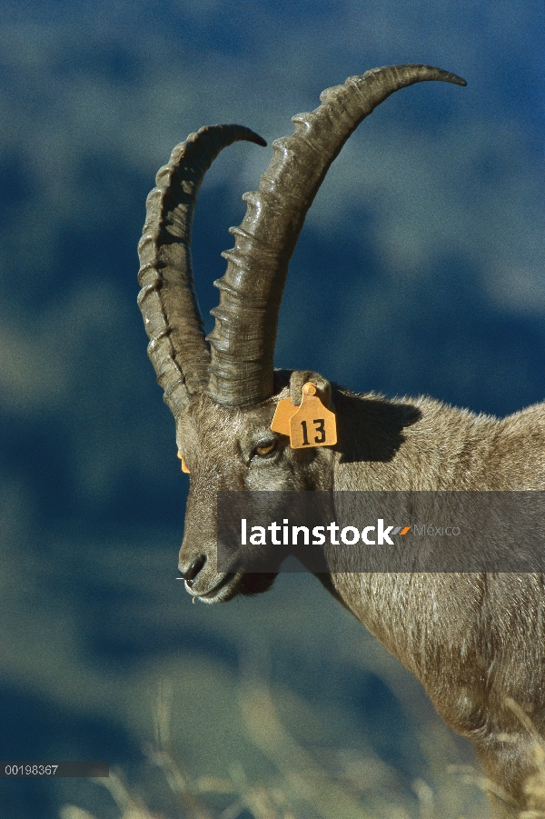 Alpino hombre Ibex (ibex de Capra) con etiquetado oído, Alpes suizos, Europa