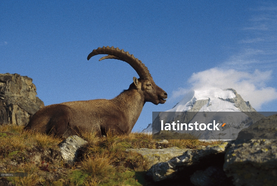 Alpino hombre Ibex (ibex de Capra) con Alpes suizos de fondo, Europa