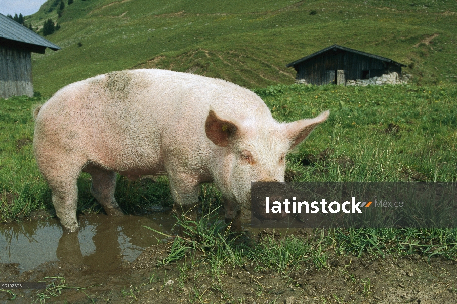 Cerdo doméstico (Sus scrofa domesticus) en el Charco con barro hocico, Alemania