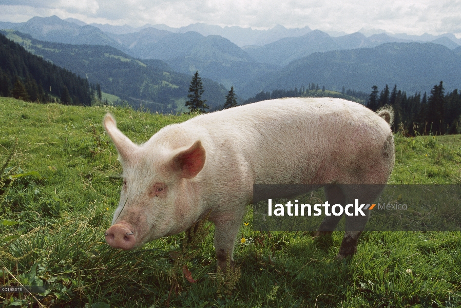 Cerdo doméstico (Sus scrofa domesticus) en el césped de hierba, Alemania