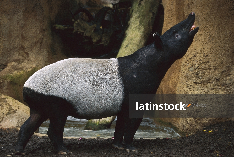 Tapir malayo (Tapirus indicus) llamar, Asia