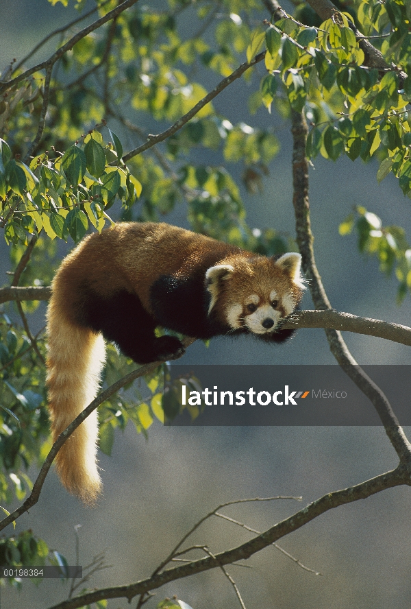 Oso Panda menor (Ailurus fulgens) en reposo, China