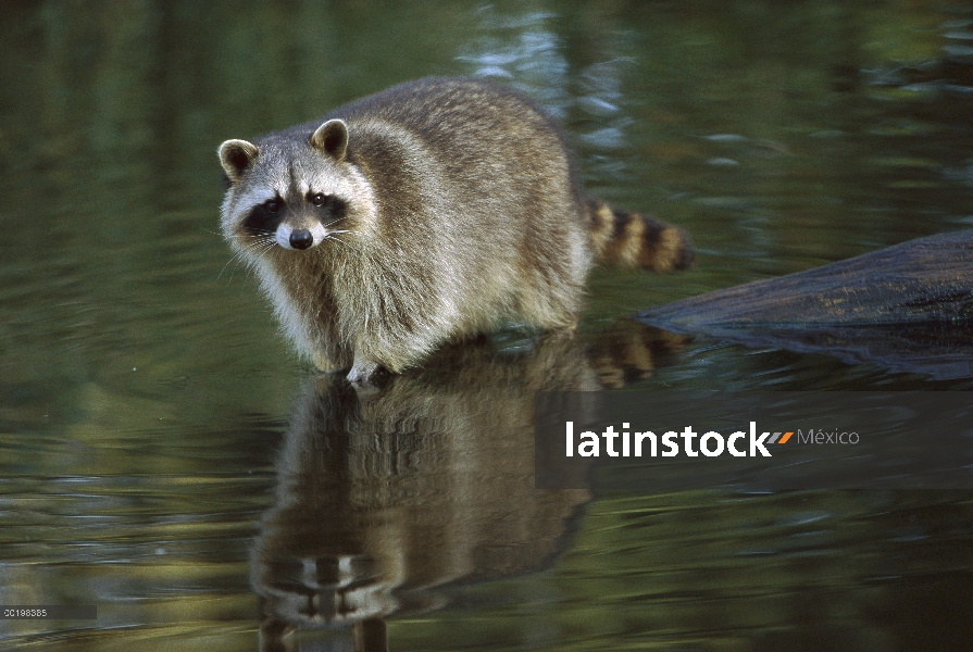 Mapache (Procyon lotor) vadear aguas poco profundas, América del norte