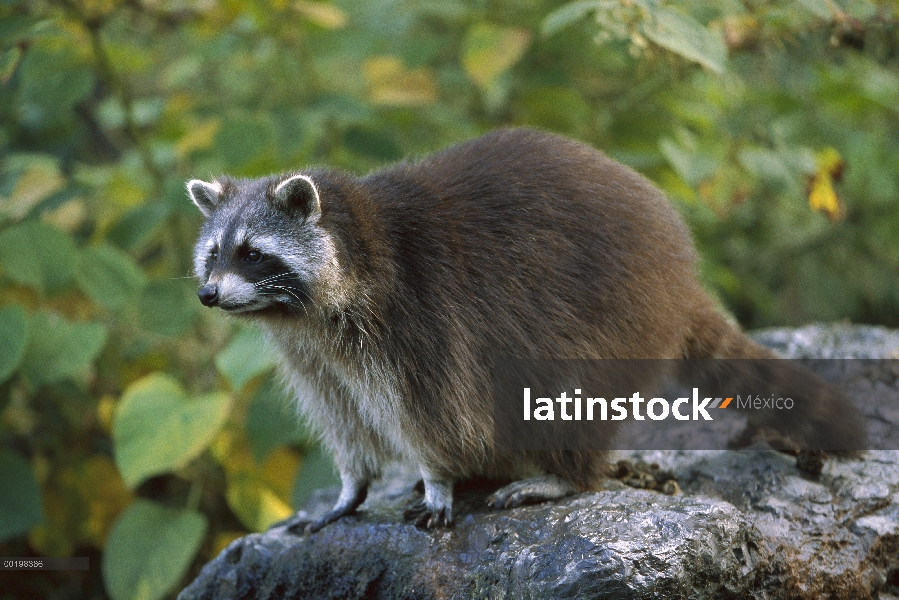 Mapache (Procyon lotor), América del norte