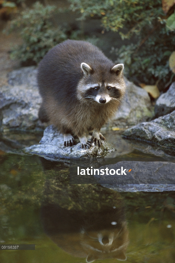 Mapache (Procyon lotor) en el borde del agua, América del norte