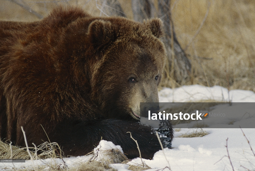 Oso Grizzly (Ursus arctos horribilis) comer bola de nieve, Colorado