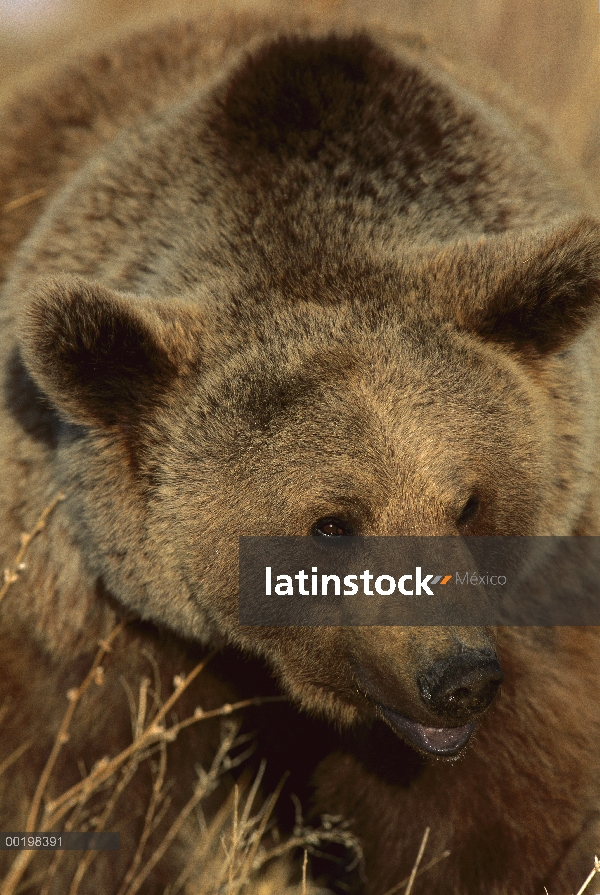 Oso pardo (Ursus arctos), Alemania