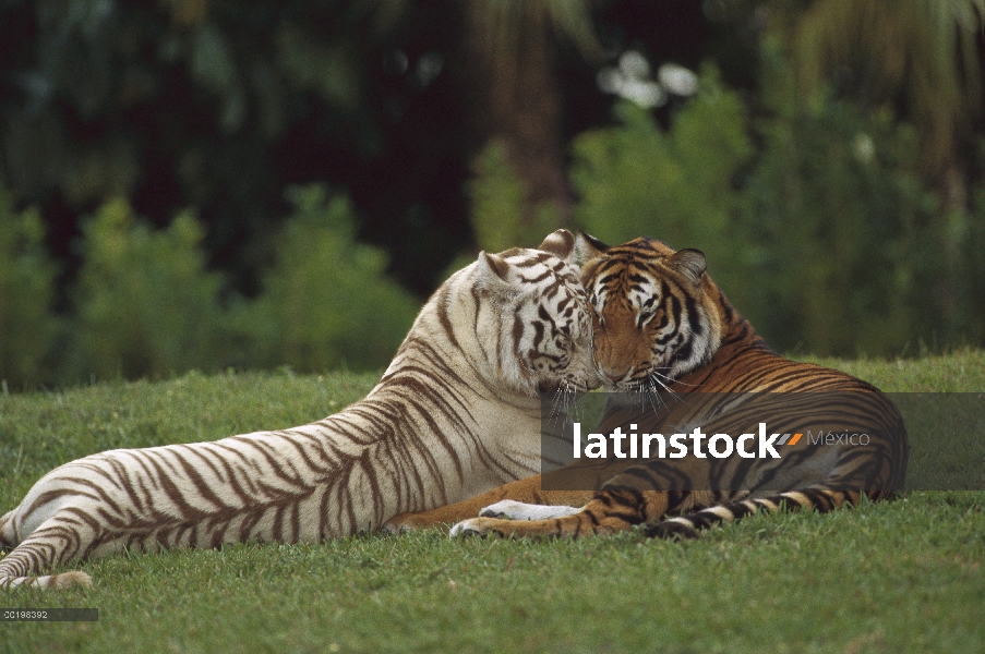 Cariñosa pareja de tigre de Bengala (Panthera tigris tigris), con coloración normal y el otro un mor