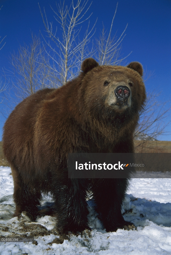 Adulto de oso pardo (Ursus arctos horribilis) en nieve, Colorado