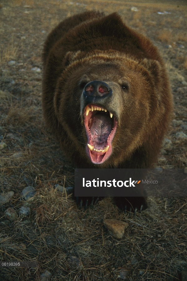 Oso Grizzly (Ursus arctos horribilis) llamar, Colorado