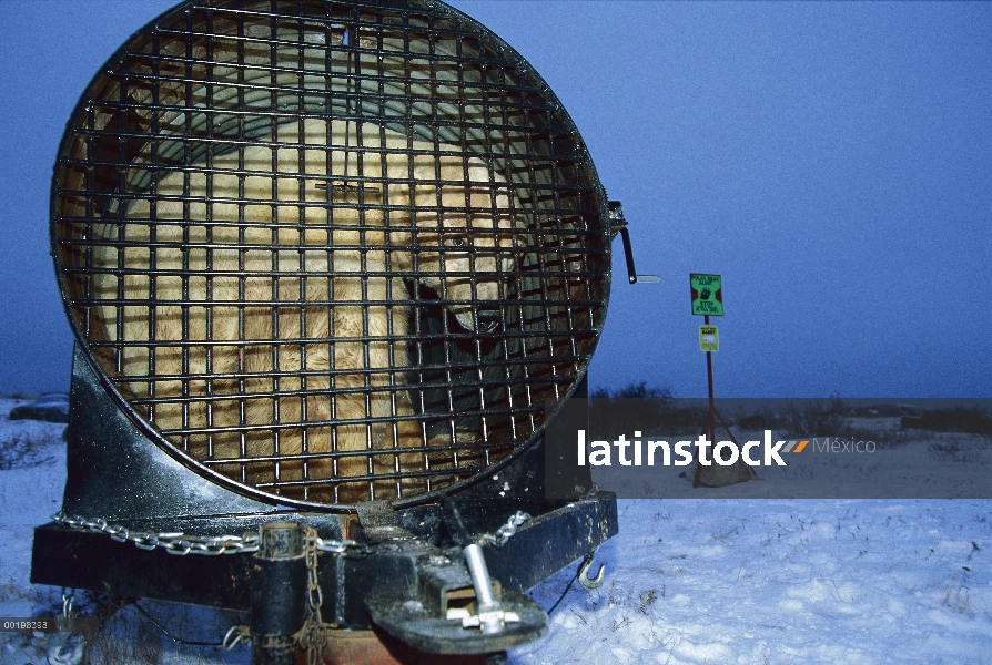 Oso polar (Ursus maritimus) en la trampa de oso, Churchill, Manitoba, Canadá