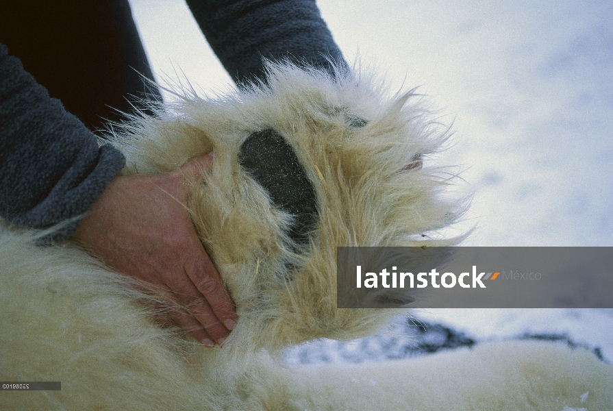 Oso polar (Ursus maritimus) pata de animal tranquilized, Churchill, Manitoba, Canadá